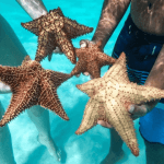 Ganztägiger Ausflug zur Insel Saona mit Abholung in Ihrem Hotel Punta Cana — Guided tour and outdoor activity