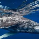 Samana: Whale Watching and Cayo Levantado Full Day Tour — Guided tour and outdoor activity
