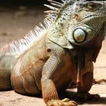 Punta Cana: Cuevas de las Maravillas and Altos de Chavón — Guided tour and outdoor activity