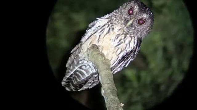 Monteverde: Night Walk through the Forest with a Guide — Guided tour and outdoor activity