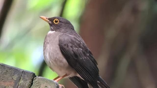 Monteverde: Nature walk in Curicancha Reserve — Guided tour and outdoor activity