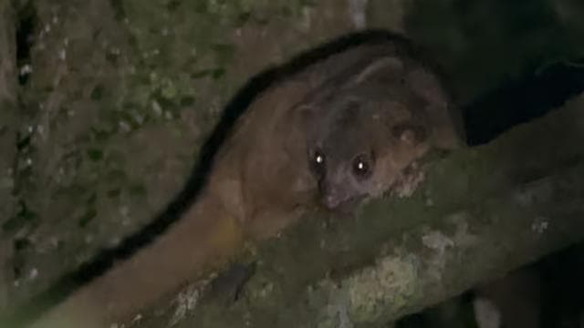 Monteverde: Tropical Forest Night Tour — Guided tour and outdoor activity