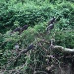 Package Birding 7 Days “Bird Watching” — Guided tour and outdoor activity
