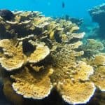Snorkeling Tour & Sosua Beach Day — Guided tour and outdoor activity