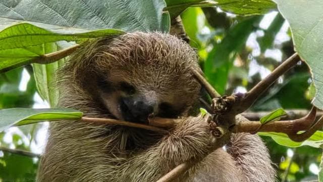 Costa Rica: Sloth Tour at Juan Castro Blanco National Park — Guided tour and outdoor activity