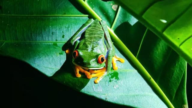 Erstaunlicher Nachtspaziergang in Tortuguero — Guided tour and outdoor activity