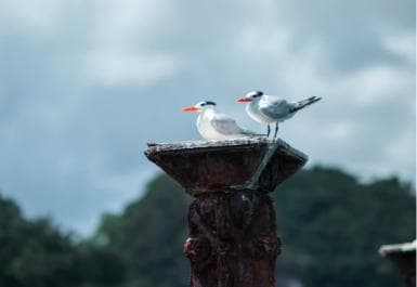 Boca Chica : Los Haitises Guided Hike and Kayaking — Guided tour and outdoor activity