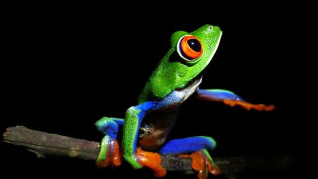 La Fortuna: Chocolate tour and Night walk Don Juan Arenal — Guided tour and outdoor activity