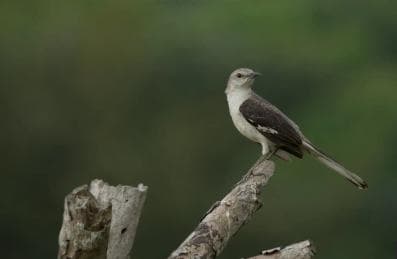 3v1: Los Haitises N. Park + Vodopády + Montaña Redonda — Guided tour and outdoor activity