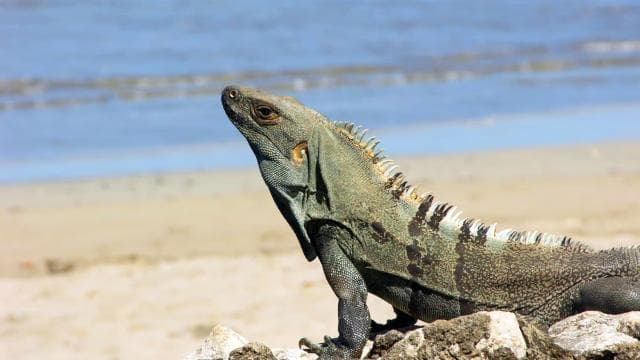 Uvita: Marino Ballena National Park Private Guided Walk Tour — Guided tour and outdoor activity
