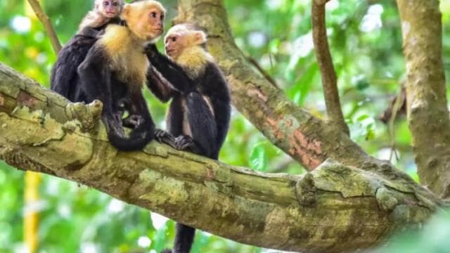 Quepos mangrove tour in Manuel Antonio by boat with monkeys — Guided tour and outdoor activity