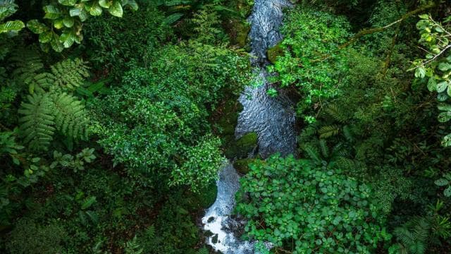 Monteverde: Monteverde Cloud Forest Canopy Adventure — Guided tour and outdoor activity