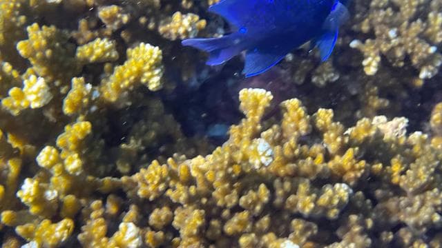 Isla del Caño: Snorkeling — Guided tour and outdoor activity