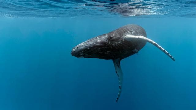 Marino Ballena National Park: Whale Watching In Uvita — Guided tour and outdoor activity