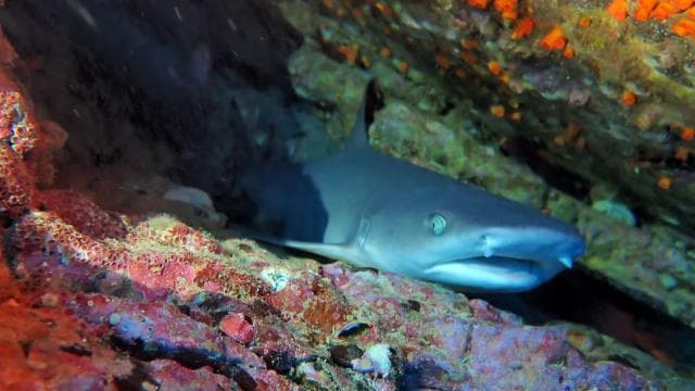 Tamarindo: Guided Snorkeling Tour with Marine Life Spotting — Guided tour and outdoor activity