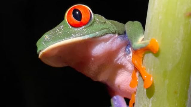 Manuel Antonio National Park Night Tour — Guided tour and outdoor activity