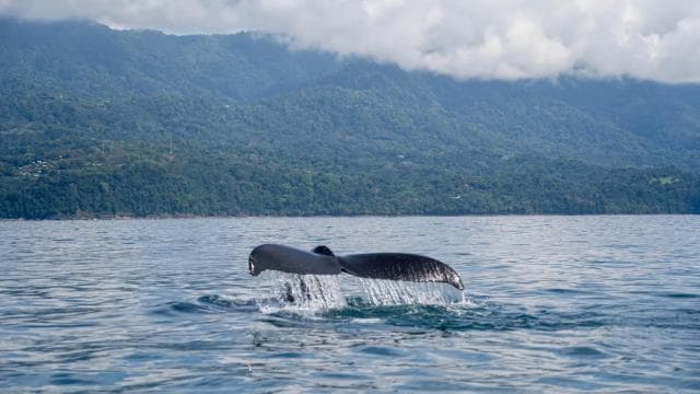 Whales Watching Adventure in Uvita with Expert Guides — Guided tour and outdoor activity