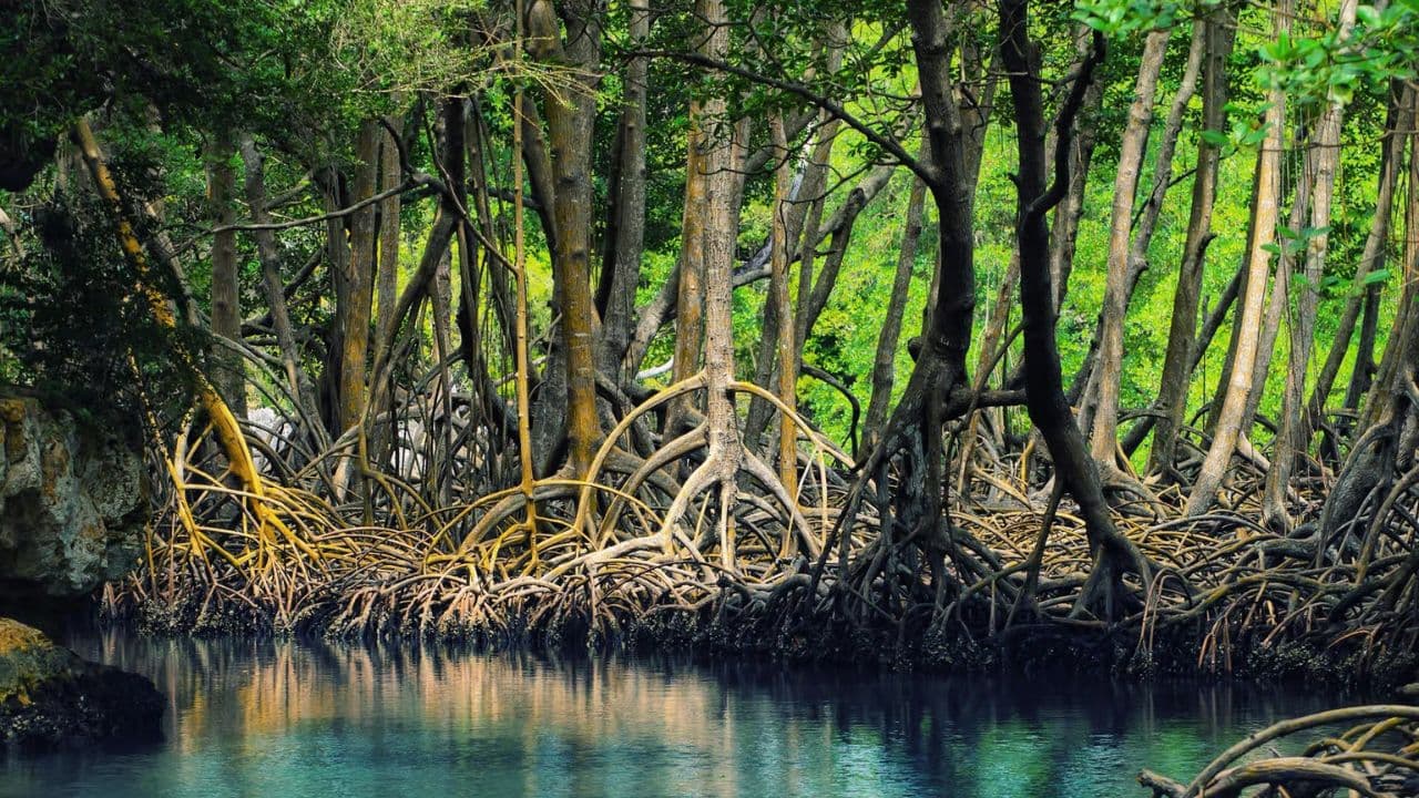 CaÃ±o Hondo : Los Haitises Sunrise or Sunset Private Kayak Excursion with Locals — Guided tour and outdoor activity