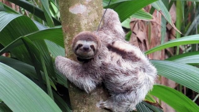 Uvita: Private Guided Tour - Sloth Watching Trail Costa Rica — Guided tour and outdoor activity