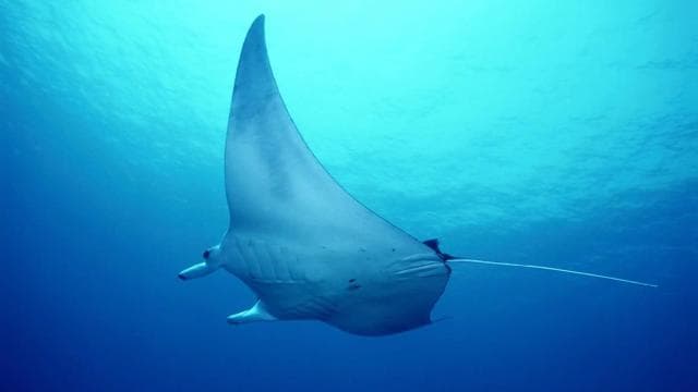 Flamingo & Tamarindo : Snorkeling at Las Catalinas Islands — Guided tour and outdoor activity