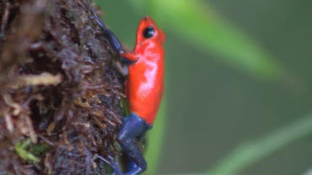 Private Hike in Tenorio Volcano National Park - Río Celeste — Guided tour and outdoor activity