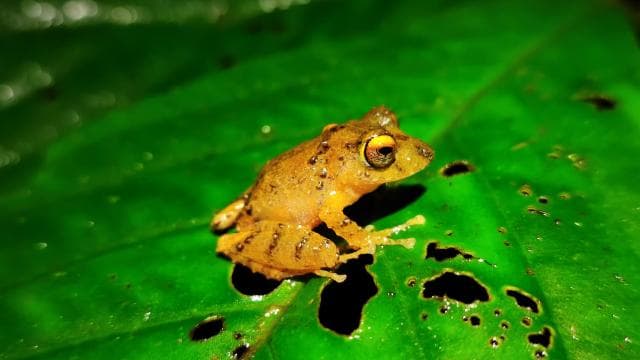 La Fortuna: Arenal Volcano Rainforest Night Tour — Guided tour and outdoor activity