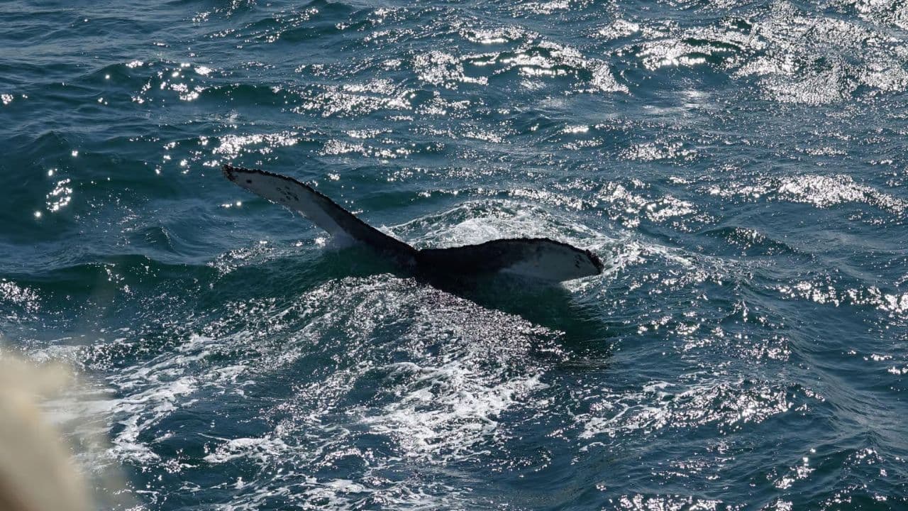 Samaná Whale Watching & Cayo Levantado (Bacardi Island) From Cap Cana — Guided tour and outdoor activity