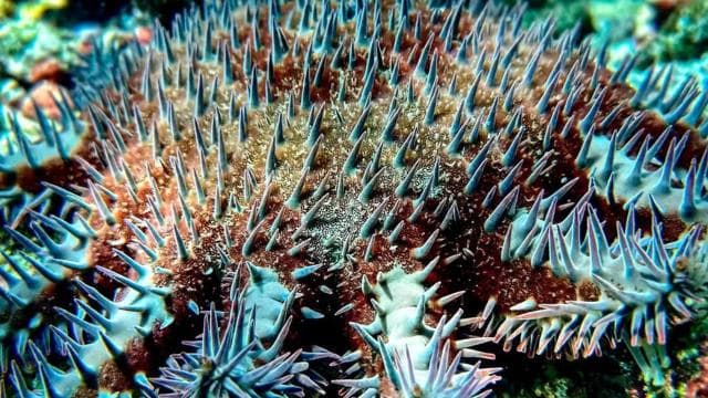 Cano Island Snorkeling Tour from Uvita — Guided tour and outdoor activity