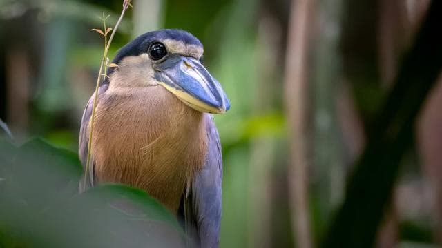 Tortuguero: Tour to the Canals in Tortuguero National Park — Guided tour and outdoor activity