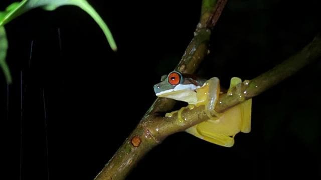 Monteverde morning day tour & night tour — Guided tour and outdoor activity