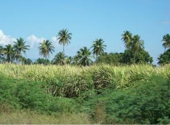 Cabarete: 2-Person Dominican Countryside Buggy Tour — Guided tour and outdoor activity
