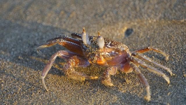 Uvita: Nature Walk at Marino Ballena National Park — Guided tour and outdoor activity