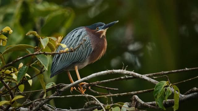 Tortuguero: Canoe Adventure Tour — Guided tour and outdoor activity