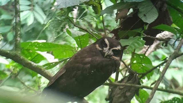 Naturspaziergang zur Vogelbeobachtung — Guided tour and outdoor activity
