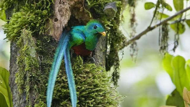 Quetzal: Vogelbeobachtungserlebnis in Costa Rica – Los Quetzales — Guided tour and outdoor activity