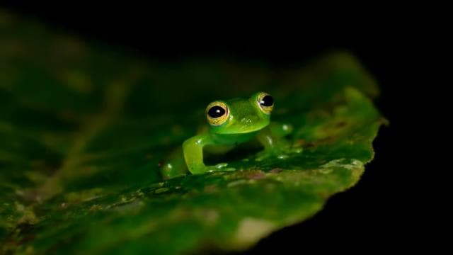 Monteverde: Night Walk in the Magical Forest — Guided tour and outdoor activity
