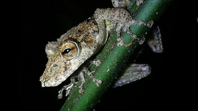 Monteverde Hanging Bridges and Night Walk Tour — Guided tour and outdoor activity