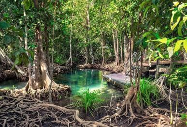 Adventure from Samaná: Los Haitises, Caño Hondo, and Yanigua — Guided tour and outdoor activity