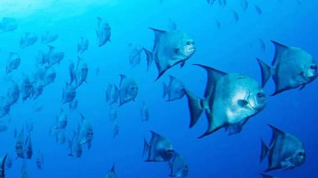 Las Catalinas: Discover Scuba Diving at Flamingo & Tamarindo — Guided tour and outdoor activity