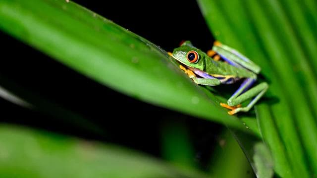TWILIGHT Tours in Arenal and Tortillas Cooking Class — Guided tour and outdoor activity