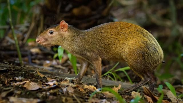 Carara National Park: Guided Walk Carara Costa Rica Nature — Guided tour and outdoor activity