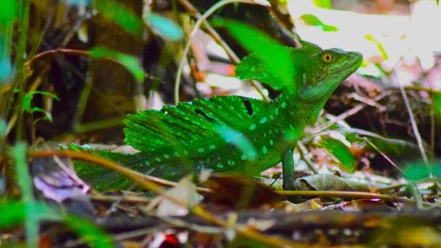 Tortuguero: Jaguar Trail Guided Hike "Feel the Rainforest" — Guided tour and outdoor activity