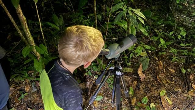 True Jungle Night Tour Manuel Antonio area — Guided tour and outdoor activity