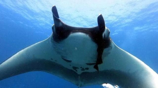 Tamarindo: Private Snorkeling Boat Charter Guanacaste — Guided tour and outdoor activity