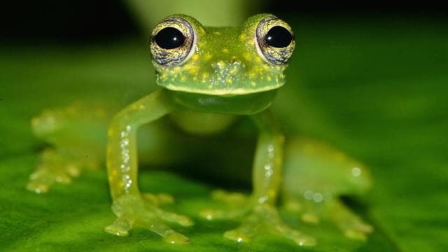 Uvita: Private Nature & Wildlife Night Tour Tropical Forest — Guided tour and outdoor activity