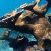 From Punta Cana: Private Catamaran Catalina Island Full-Day — Guided tour and outdoor activity