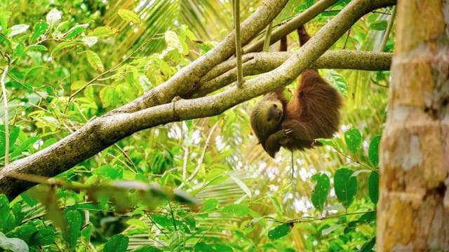 Tortuguero: Drei Tage und zwei Nächte, alles inklusive Tortuguero — Guided tour and outdoor activity