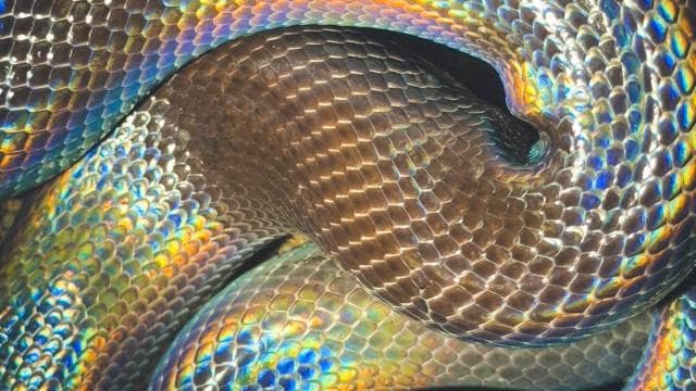 Tamarindo Night Walk — Guided tour and outdoor activity