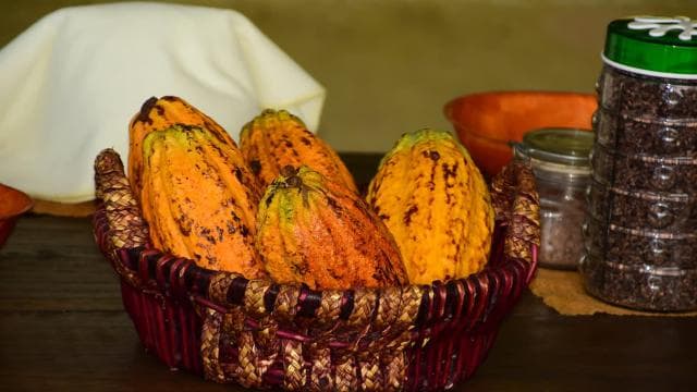 Jaco Beach & Los Suenos: Chocolate Tour and Zip lining — Guided tour and outdoor activity