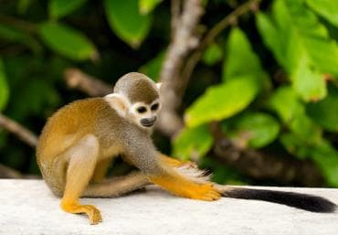 Butterfly Garden Plus Monkey Land at Puerto Plata — Guided tour and outdoor activity